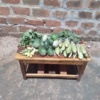Selling fresh vegetables 
