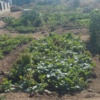 Growing of vegetables in imparting the community in good health 
