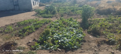 Growing of vegetables in imparting the community in good health 
