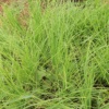 Selling seedlings onions rape mustard and Chinese cabbage 
