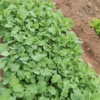 Selling seedlings onions rape mustard and Chinese cabbage 