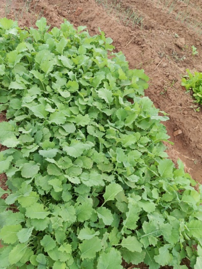 Selling seedlings onions rape mustard and Chinese cabbage