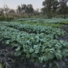 Selling fresh vegetables 