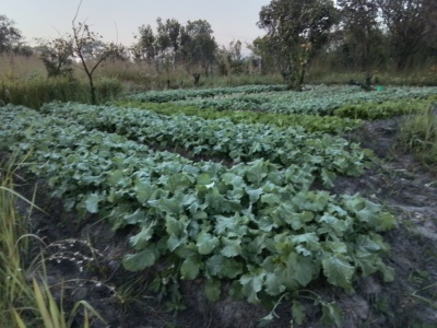 Selling fresh vegetables 
