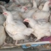 We have chickens that we are selling 