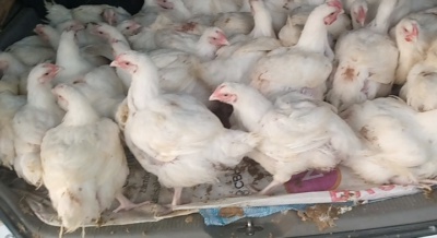 We have chickens that we are selling 