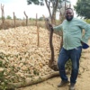 Giving out free maize 