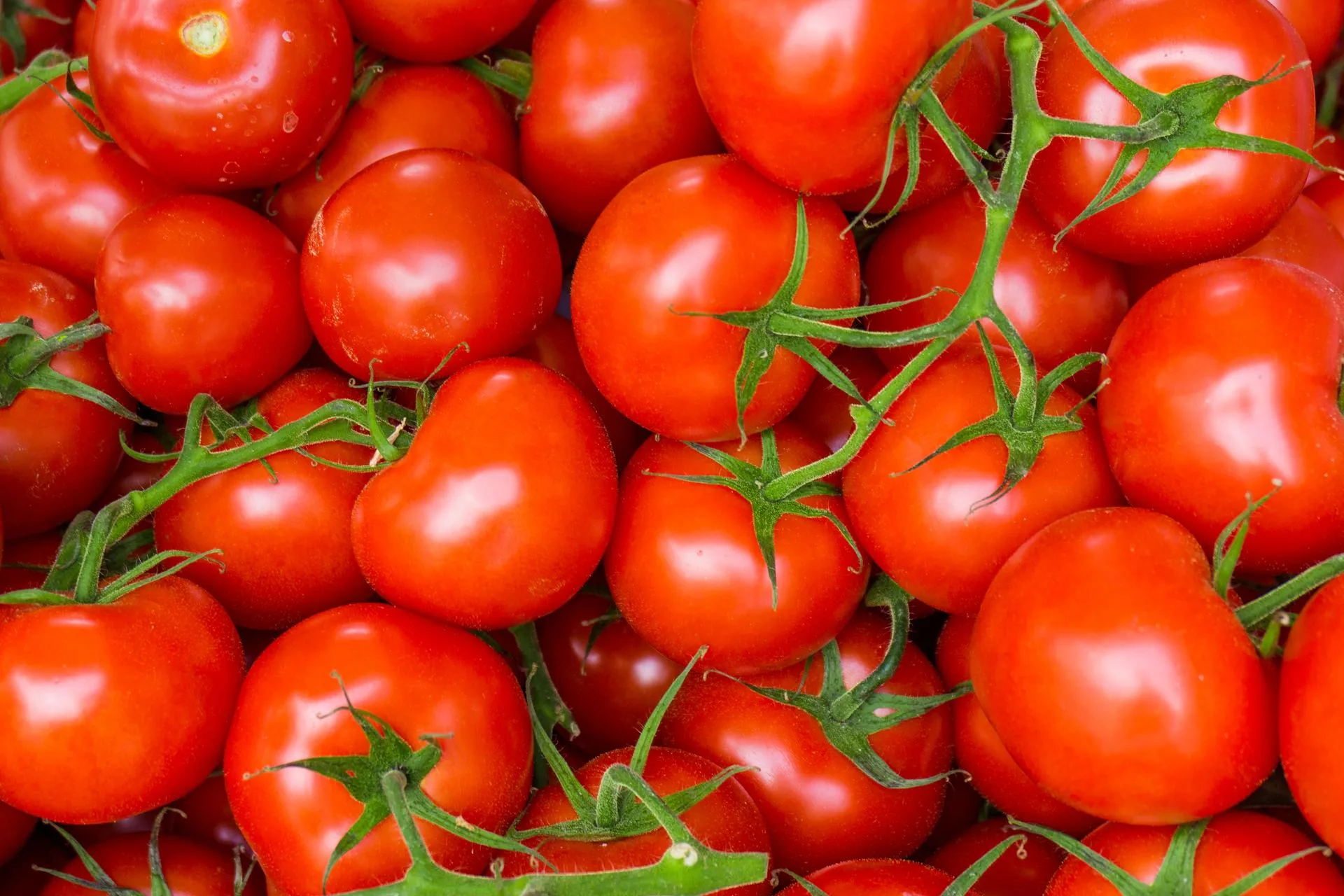 my name is faides ngwenya am selling fresh tomatoes from the garden