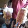 Hi 
Am selling chickens 