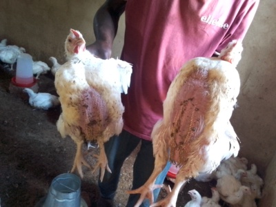 Hi 
Am selling chickens 