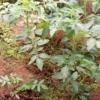 LOOKING FOR MORE INFO AND KNOWLEDGE ON TOMATOES FARMING. RIGHT NOW AM DOING IT AT A SMALL SCALE, BUT HAVE ENOUGH SPACE AT THE BACKYARD 