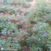 LOOKING FOR MORE INFO AND KNOWLEDGE ON TOMATOES FARMING. RIGHT NOW AM DOING IT AT A SMALL SCALE, BUT HAVE ENOUGH SPACE AT THE BACKYARD 