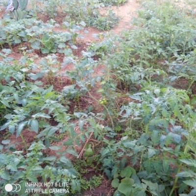 LOOKING FOR MORE INFO AND KNOWLEDGE ON TOMATOES FARMING. RIGHT NOW AM DOING IT AT A SMALL SCALE, BUT HAVE ENOUGH SPACE AT THE BACKYARD 