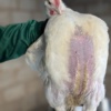 Tasty and healthy chickens for sell 