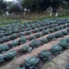 Tintswalo Nghondzweni
