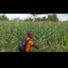 20 by 50kg maize bags for sale