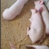 I'm tresford banda havinq piqs for sale at my farm 