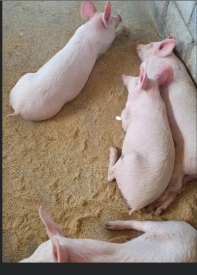 I'm tresford banda havinq piqs for sale at my farm
