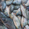 I have fresh Tilapia fish to sell!