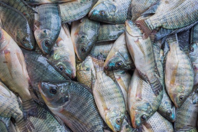 I have fresh Tilapia fish to sell!